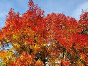 Annelies 07 - Esdoorn